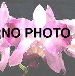 Ken Peterson - Accredited Judge